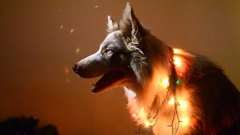 Border collie in the Christmas lights Stock Footage 102254146
