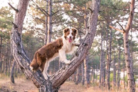 Border collie climbed a tree in the forest Stock Photos