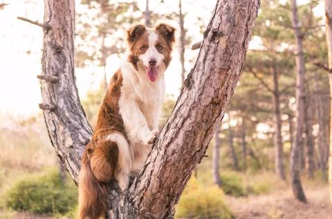 Border collie climbed a tree in the forest Stock Photos