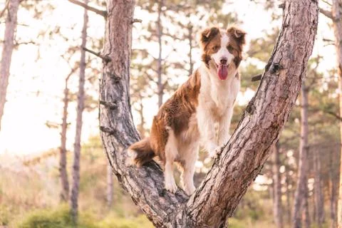 Border collie climbed a tree in the forest Stock Photos