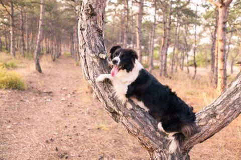 Border collie climbed a tree in the forest Stock Photos