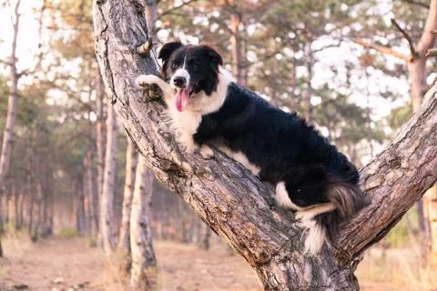 Border collie climbed a tree in the forest Stock Photos