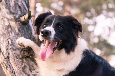 Border collie climbed a tree in the forest Stock Photos