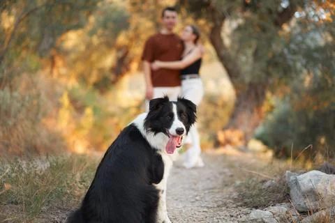 Border Collie close-up in the forest Stock Photos