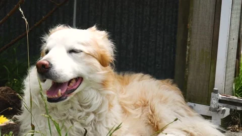 Border Collie, Close up Pan Stock Footage 146199093