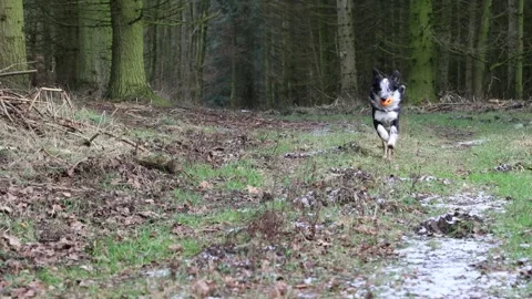 A border collie comes out of the forest with an orange ball and spits it out Stock Footage 262267004