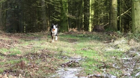 A border collie comes out of the forest with an orange ball and spits it out Stock Footage 262267010