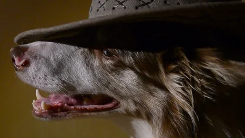 Border collie in a cowboy hat Stock Footage 102254197
