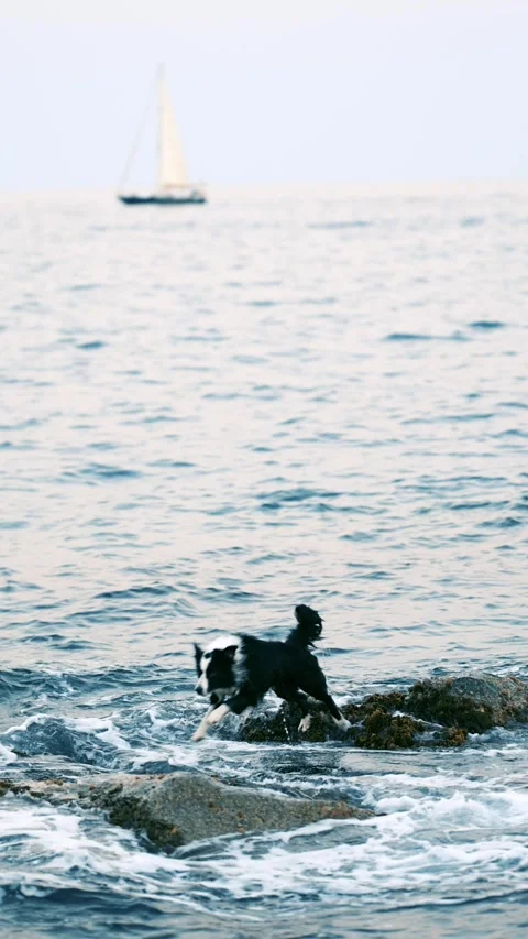 Border collie diving into the sea, Costa Brava. Spain Stock Footage 319489704