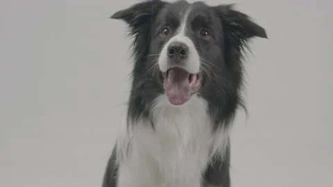 Border collie dog 4k Stock Footage 185032322