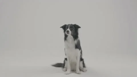 Border collie dog 4k Stock Footage 185056498