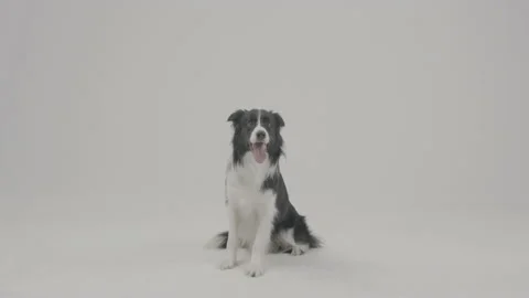 Border collie dog 4k Stock Footage 185058919