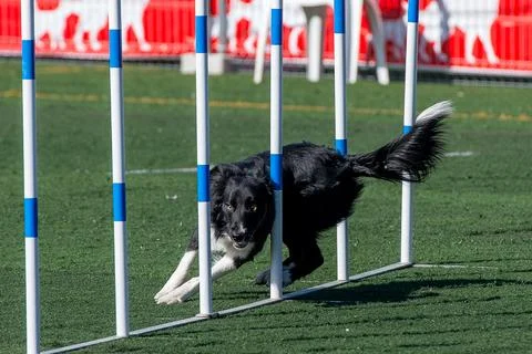 Border collie dog in agility course Stock Photos