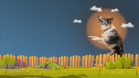 Border collie dog for agility training Stock Footage 345987322