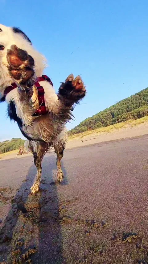 Border collie dog in a beach Stock-Footage 291282016