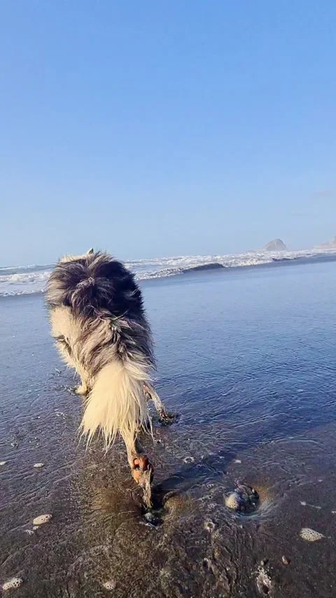 Border collie dog in a beach Stock-Footage 291282017