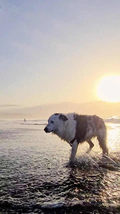 Border collie dog in a beach Stock Footage 291282019