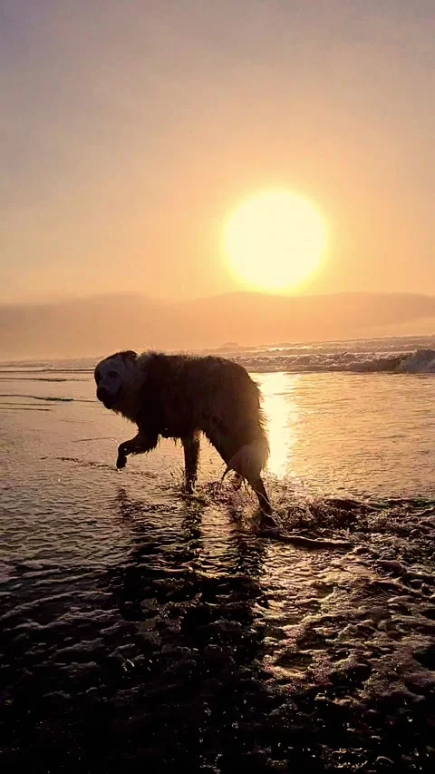 Border collie dog in a beach Stock Footage 291282020