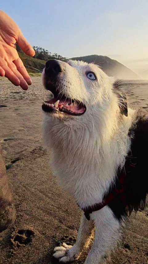 Border collie dog in a beach Video stock 291282023