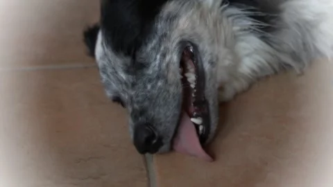 Border Collie dog with a blue eye as he lies on the tiles panting heavily Stock Footage 273158090