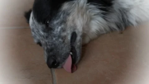 Border Collie dog with a blue eye as he lies on the tiles panting heavily Stock Footage 273158097