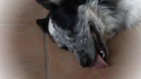 Border Collie dog with a blue eye as he lies on the tiles panting heavily Stock Footage 273158105