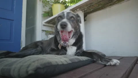 Border Collie Dog in Blue Front of House Sleeping on Matt Stock Footage 227282225