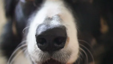 Border Collie Dog Close Up, Macro shot Of Face, eyes and nose /  Black and White Video stock 88711591
