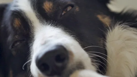 Border Collie Dog Close Up, Macro shot Of Face, eyes and nose /  Black and White Video stock 88712079