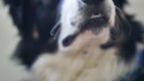 Border Collie Dog Close Up, Macro shot Of Face, eyes and nose /  Black and White Video stock 88712290