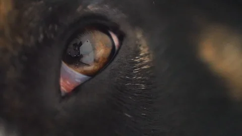 Border Collie Dog Close Up, Macro shot Of Face, eyes and nose /  Black and White Video stock 88712358