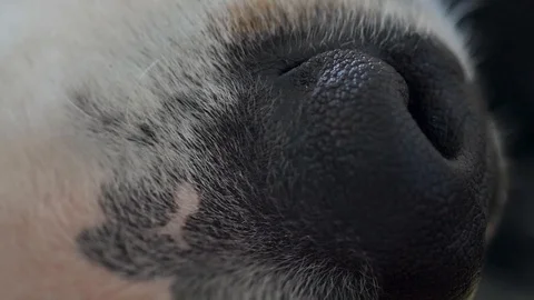 Border Collie Dog Close Up, Macro shot Of Face, eyes and nose /  Black and White Stock Footage 88712629
