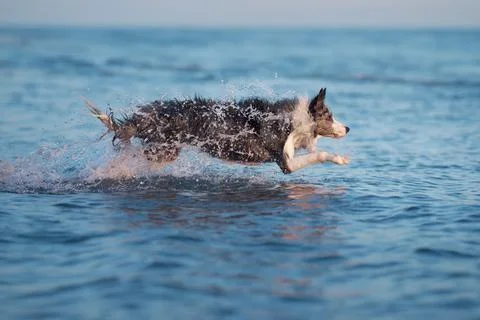 A Border Collie dog dashes through the ocean waves, water splashing around Stock Photos