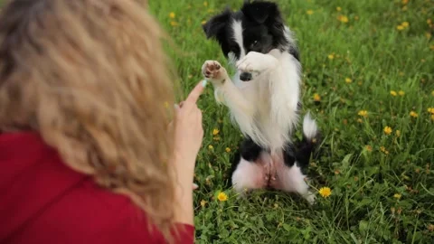Border collie dog does a trick in park. Happy and smiling woman with pet. Funny Видео 135615085