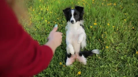 Border collie dog does a trick in park. Happy and smiling woman with pet. Funny Stock Footage 135615111