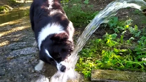 Border Collie Dog drinking from the flowing water in a forest Stock Footage 242952203