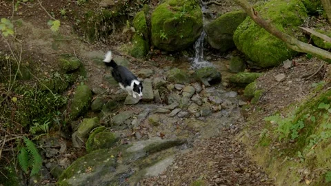 Border Collie Dog Exploring Forest Creek Stock Footage 328914632