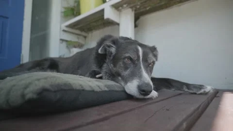 Border Collie Dog in Front of Blue Door Sleeping on Matt Stock Footage 227282227