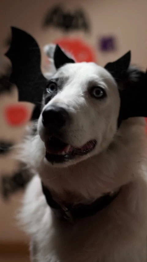 Border collie dog on halloween Stock-Footage 280511883