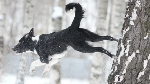 Border collie dog jumping Stock Footage 88276242