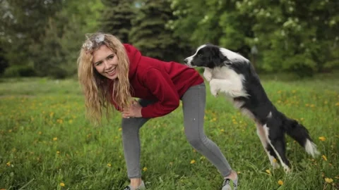 Border collie dog jumps on the back of a girl in a red hoodie and does a trick 库存影片 135615073