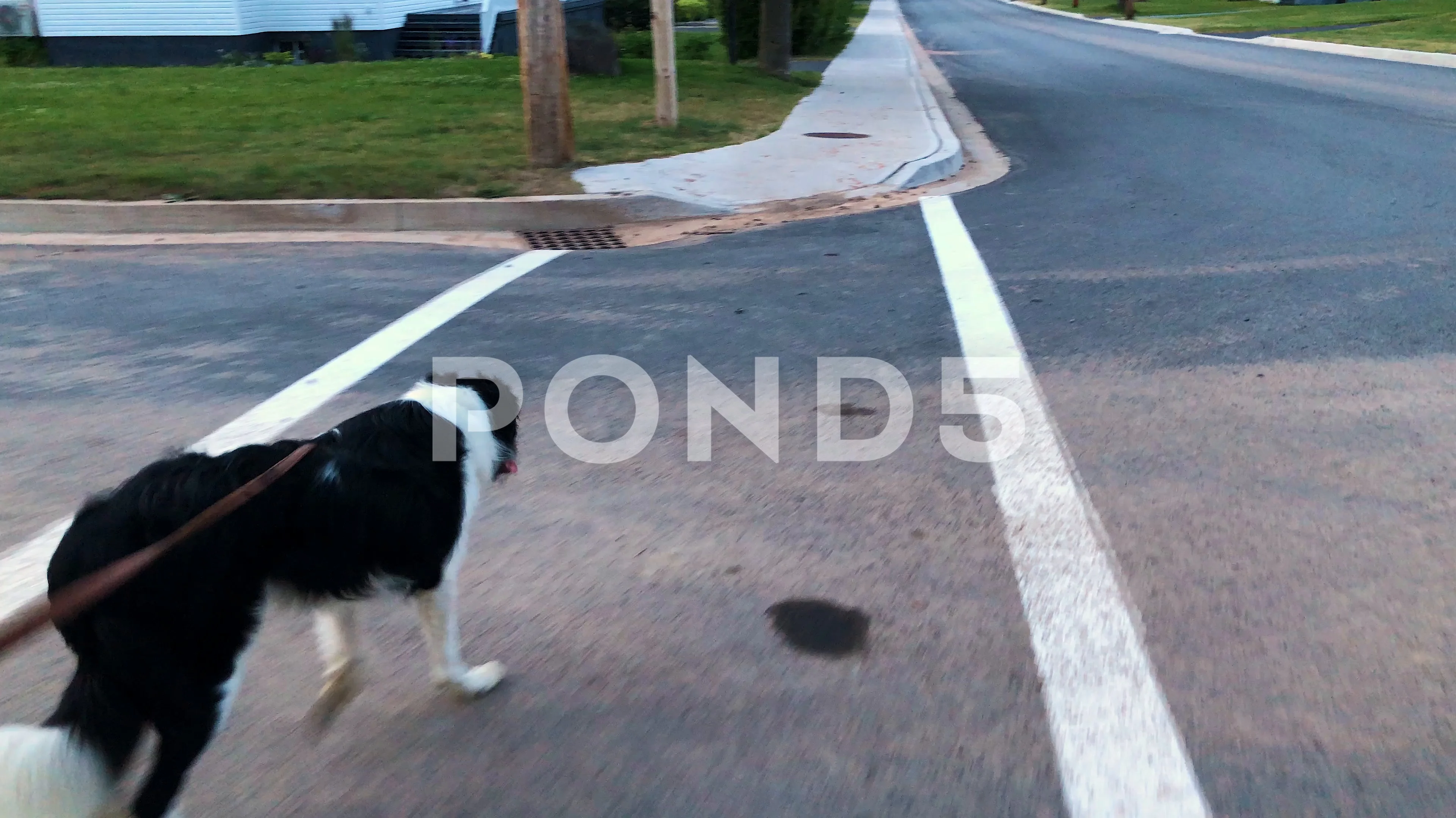 Border Collie - Sidewalk Dog