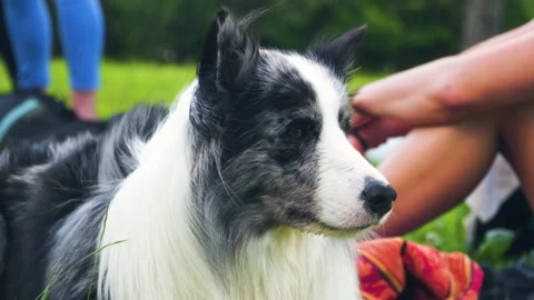 Border Collie dog looking around, close up static shot. Stock Footage 132754357