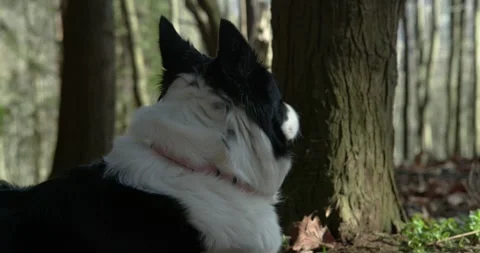 Border Collie dog looking at camera Stock Footage 328916326