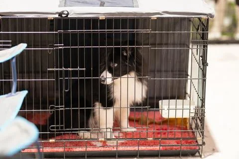Border collie dog looking from inside pet crate Stock Photos