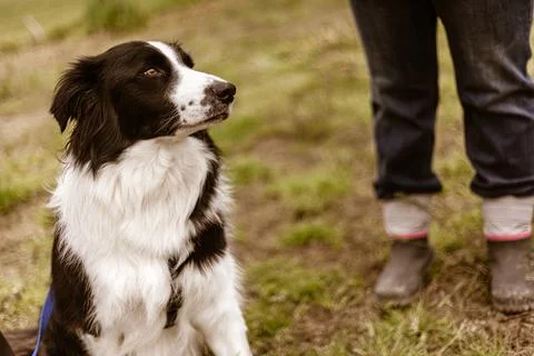 Border collie dog looking up at owner during training session Stock Photos