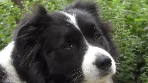 Border collie dog looks at the camera then at the end turns away. Stock Footage 243358148