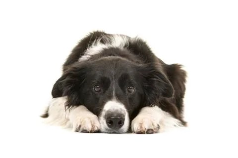 Border collie dog lying down with its head on the floor looking at the camera Stock Photos