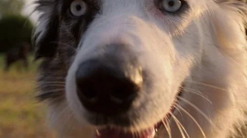 Border collie dog outdoors Stock Footage 280698003
