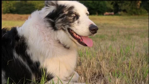 Border collie dog outdoors Stock Footage 280698035